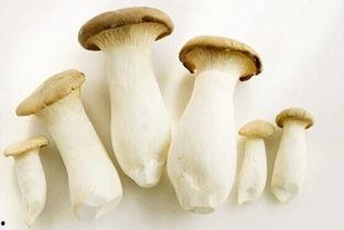 51cg10今日吃瓜蘑菇,今日吃瓜蘑菇，揭秘娱乐圈幕后故事