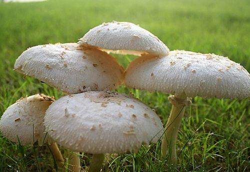 51cg10今日吃瓜蘑菇,今日吃瓜蘑菇，揭秘娱乐圈幕后故事