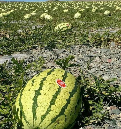 长沙沙漠瓜今日价格,价格行情一览