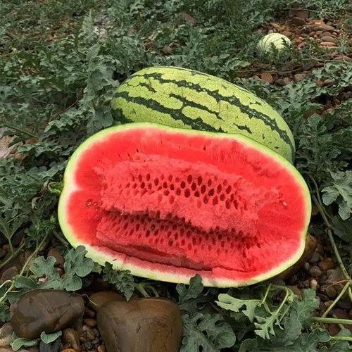 长沙沙漠瓜今日价格,价格行情一览