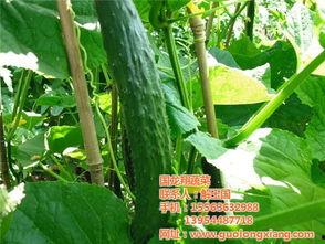 蔬菜云南小瓜今日行情,丰收喜人，价格稳中有升