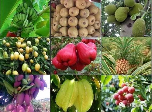 2024海南水果吊瓜今日价格,海南水果吊瓜2024年今日热销价格盘点