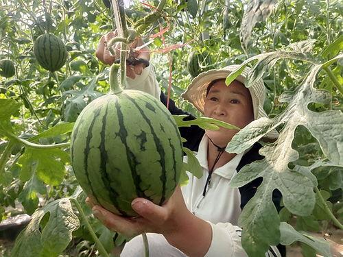 小吊瓜产地今日价格查询,行情波动解析”