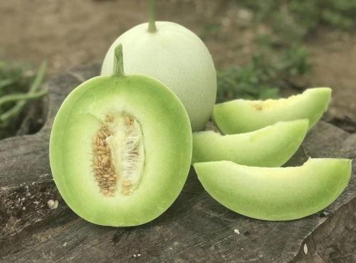 海南玉菇瓜今日价格行情最新