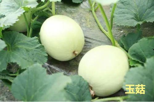 海南玉菇瓜今日价格行情最新