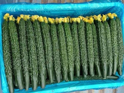 西胡芦瓜今日价格,市场行情一览”