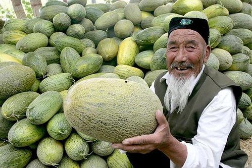 2024新疆哈密瓜今日价格行情,品质佳、价格稳，市场反响热烈”