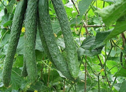 每日吃瓜今日吃瓜