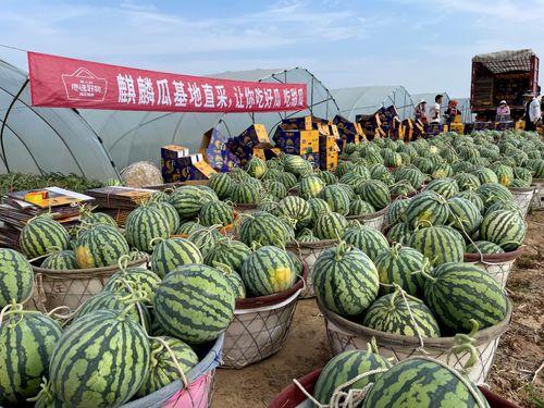 东莞莞香美猴王麒麟瓜今日多少钱,价格几何？”