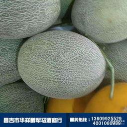 哈密哈密瓜批发今日价格,品质佳品价格走俏市场”